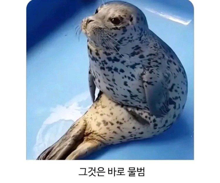 의외로 앉아 있을 수 있는 동물